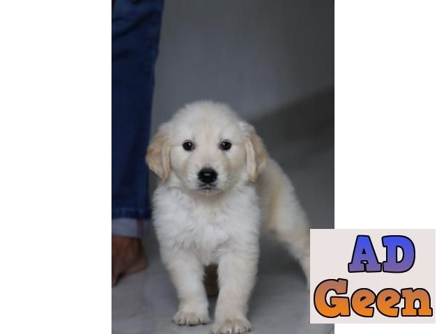 used Ultimate Quality Golden Retriever Puppies Available For sale Delhi for sale 